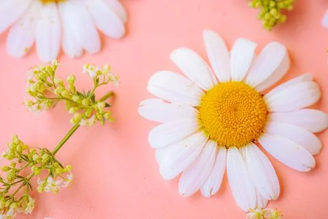 A white daisy flower surrounded by delicate green wildflower. Foto stock