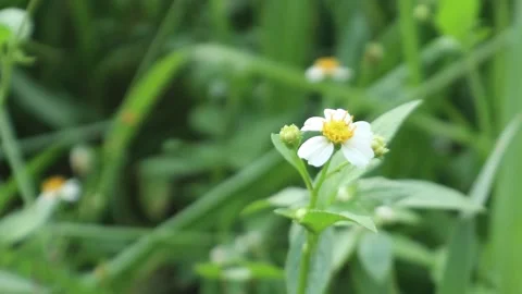 White Daisy Flower Swaying in The Wind Bokeh Blur Background Stock Footage 238408548