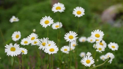 White daisy flower sways in wind Stock Footage 247054265
