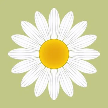 White Daisy Flower Vector on A Green Background Stock Illustration