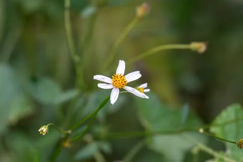 White daisy-like flower with yellow center blooms gently 库存照片