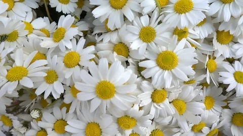 White daisy flowers 1 Stock Footage 104114875