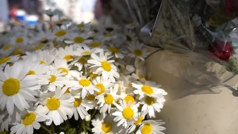 White daisy flowers 2 Stock Footage 104114813