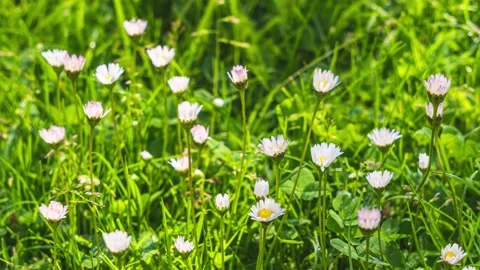 White daisy flowers bloom fast in green meadow in sunny morning grow Time lapse 스톡 동영상 211804864