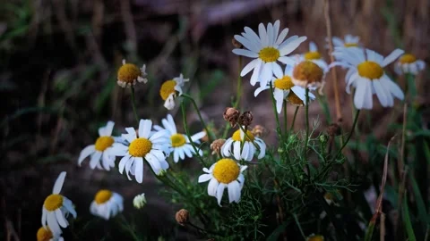 White Daisy Flowers Blooming Among Dry Meadow Grass Stock Footage 345654561