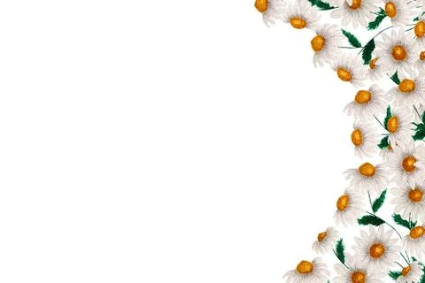 White daisy flowers border Stock Illustration