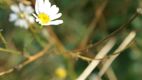 White Daisy flowers on a branch Stock Footage 8652850