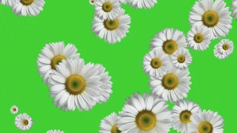 White daisy flowers falling animation on green screen background Stock Footage 314594489
