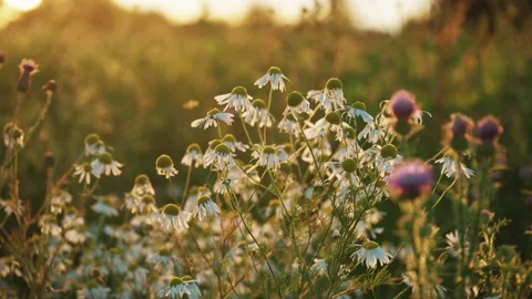 Daisy Field Stock Video Footage Royalty Free Daisy Field Videos Pond5