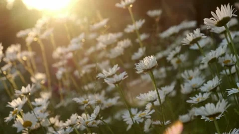 White daisy flowers field meadow in sunset lights. Summer vacation concept. Stock Footage 201401933