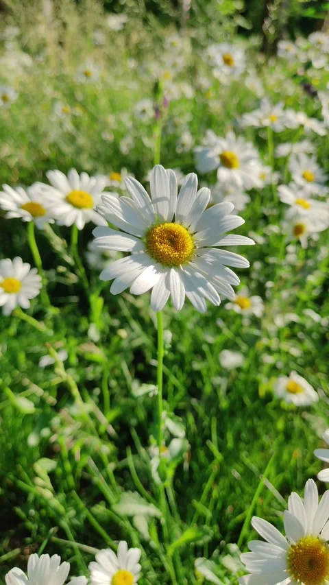 White daisy flowers field meadow in sunset lights. Stock Footage 277711548