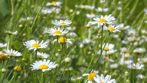 White daisy flowers field with small insect on petal Stock Footage 330301027