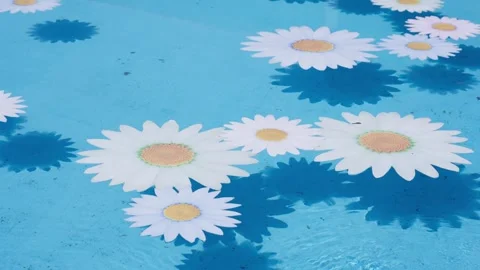 White Daisy Flowers Floating on Blue Swimming Pool Water Stock Footage 343707066