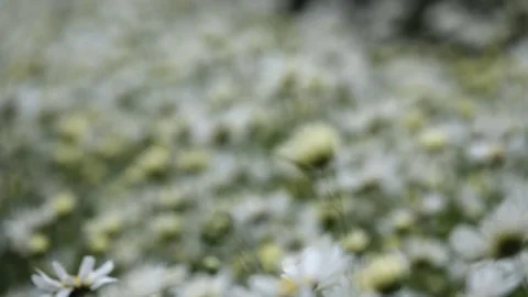 White daisy flowers Stock Footage 83739457