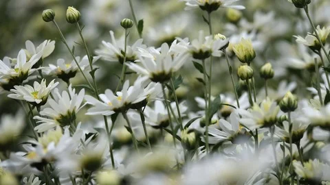 White daisy flowers Stock Footage 83739492