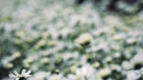 White daisy flowers Stock Footage 83748915