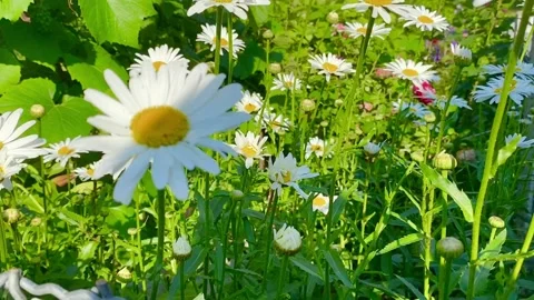 White daisy flowers Stock Footage 137250171