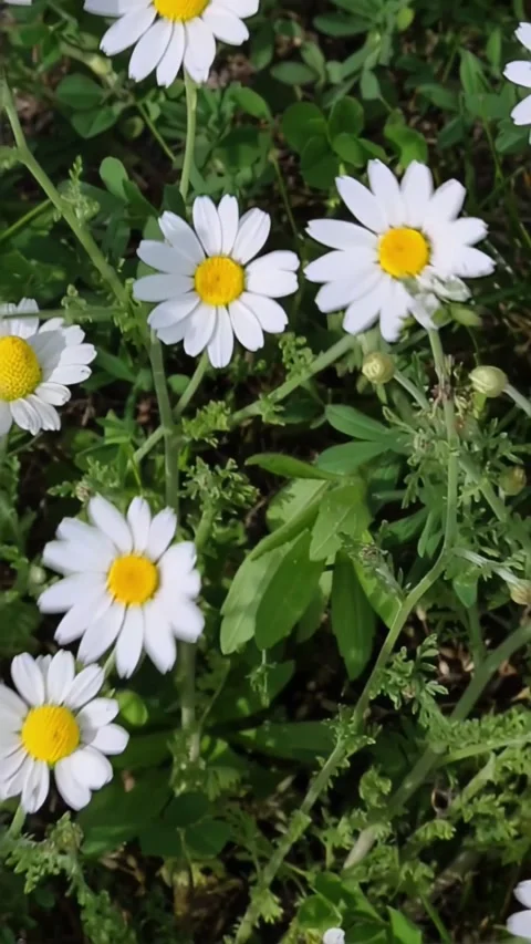 White daisy flowers gently moving in spring garden Stock Footage 312084375