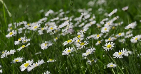 White daisy flowers in the park in spring, a beautiful clearing with lots of Stock Footage 261686692