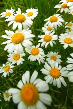 White daisy flowers Stock Photos