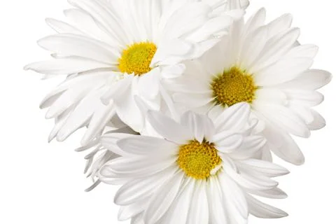 White daisy flowers Stock Photos
