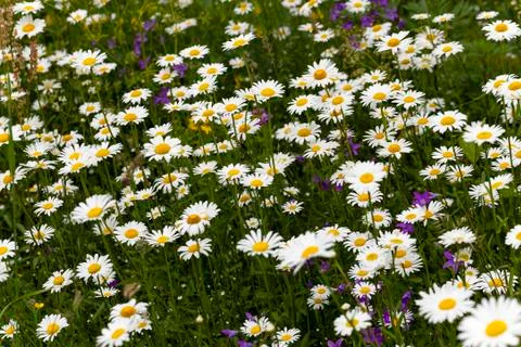 White daisy flowers. Stock Photos