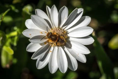 White Daisy flowers Stock Photos