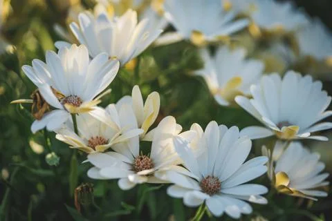 White daisy flowers Stock Photos