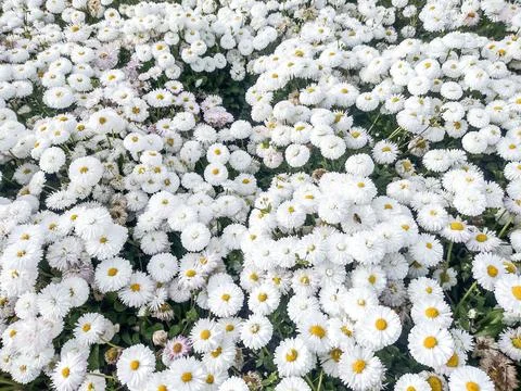 White Daisy flowers in the spring Фото