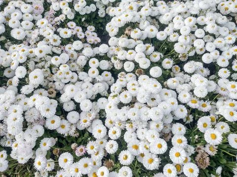 White Daisy flowers in the spring Фото