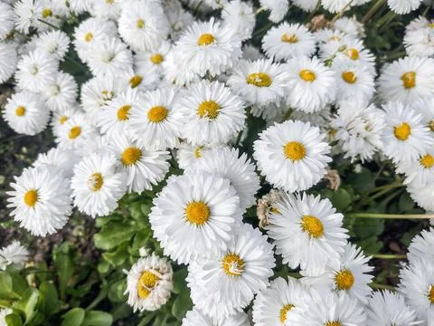 White Daisy flowers in the spring Фото