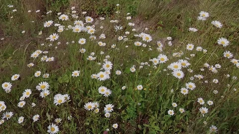 White daisy flowers swaying in the wind Stock Footage 122015843