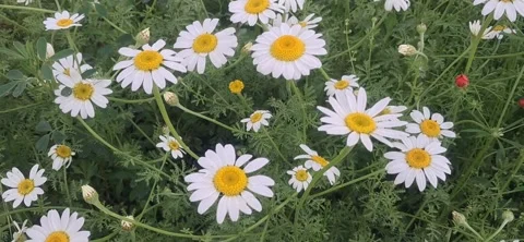 White daisy flowers swaying in the wind in a green field Stock Footage 335751524