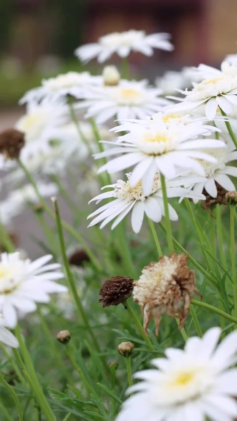 White daisy flowers swaying in the wind in the garden with a vertical camer.. Stock Footage 337216626