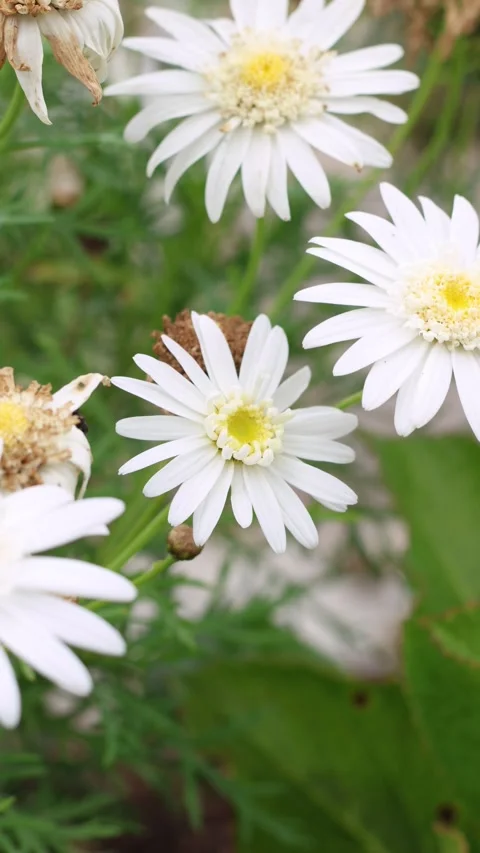 White daisy flowers swaying in the wind in the garden with a vertical camer.. Stock Footage 337216628