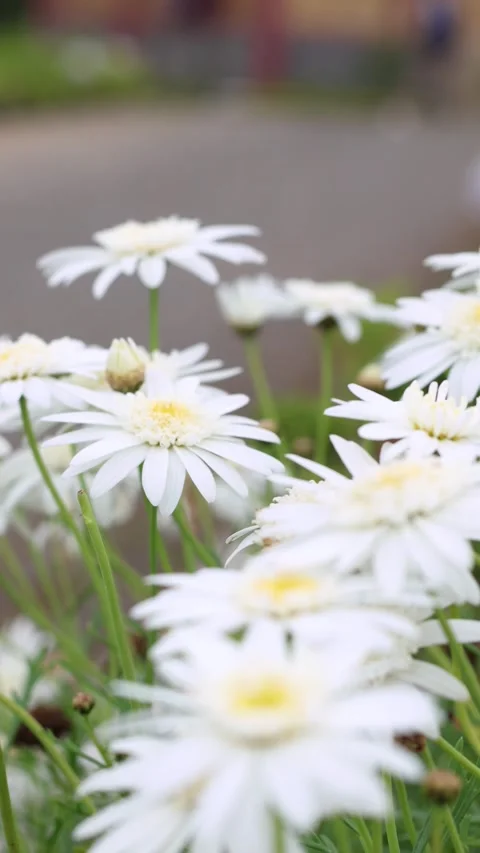 White daisy flowers swaying in the wind in the garden with a vertical camer.. Stock Footage 337216637