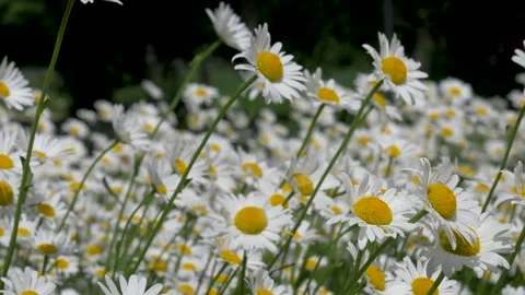 White daisy flowers swaying in wind Stock-Footage 337950205