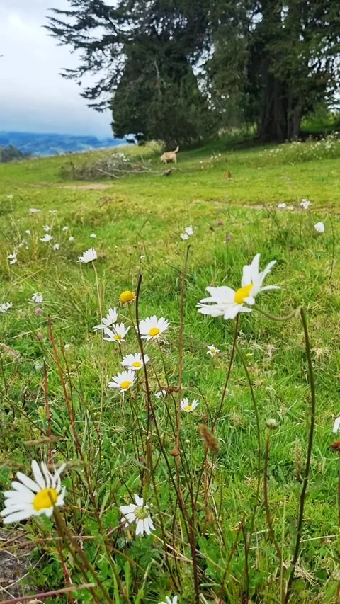 White daisy flowers swaying in the wind on a green meadow Stock Footage 345281103