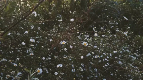 White daisy flowers in the wind Vídeos de archivo 141893367