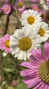 White daisy flowers with yellow centers surrounded by vibrant pink blossoms 스톡 사진