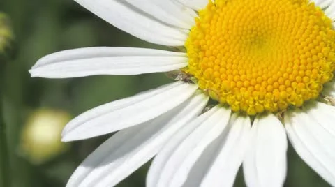White daisy Stock Footage 11906277