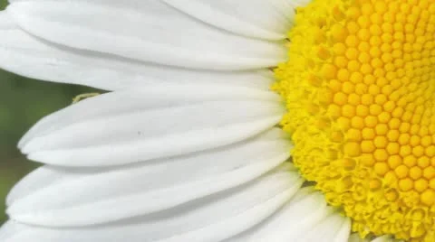 White daisy Stock Footage 11906480