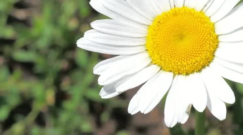 White daisy Stock Footage 11906482