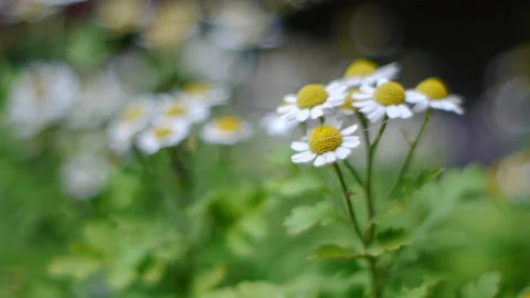 White daisy Stock Footage 221649197