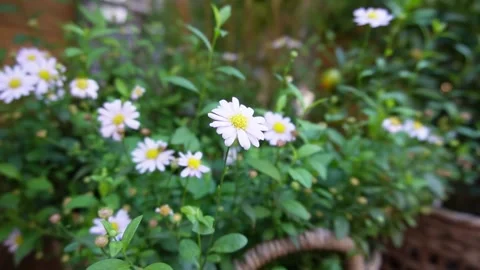 White daisy in garden Stock Footage 229605935