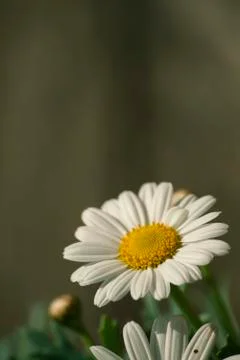 White daisy, green background Stock Photos