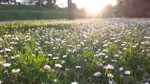 White daisy on a green field in summer. daisy flower field medow. Vidéo 236976989