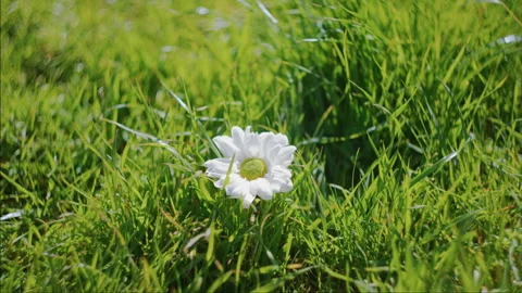 White Daisy in Green Grass with Soft Focus Meadow Texture Stock Footage 341126644