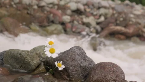 White daisy growing in stones on background of river stream in mountain valley Stock Footage 291264488