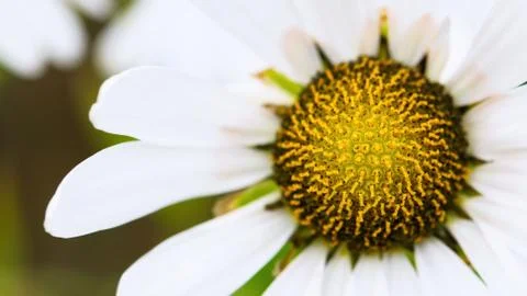 White daisy head - macro Stock Photos